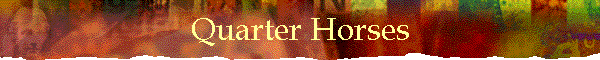 Quarter Horses